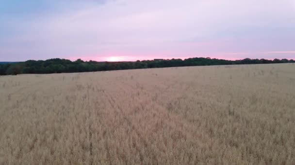 Vuelo Hacia Arriba Enorme Campo Grano Dorado Amanecer — Vídeo de stock