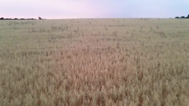 収穫の直前にオートフィールド上空を飛行します カメラが穀物に傾きながら 太陽は背景にカラフルな上昇しています — ストック動画