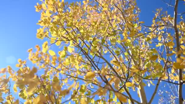 Colorado Tremble Feuilles Soufflant Doucement Dans Vent Avec Ciel Oiseau — Video