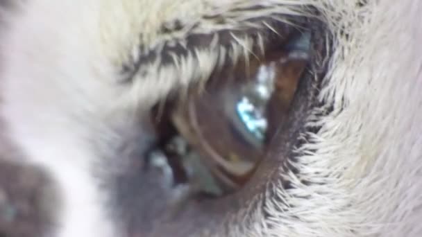 Primer Plano Una Bola Ojos Pestañas Husky Dogs Filmadas Con — Vídeo de stock
