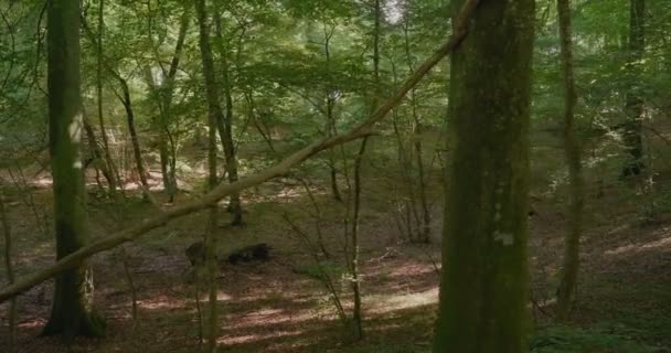 Walking Tress Exotic Forest Gyllebo South Sweden Skne Wide Shot — Stock video