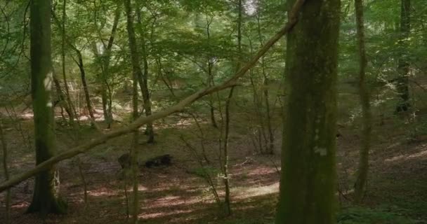 Caminhando Passado Grosso Tress Floresta Exótica Gyllebo Sul Suécia Skne — Vídeo de Stock