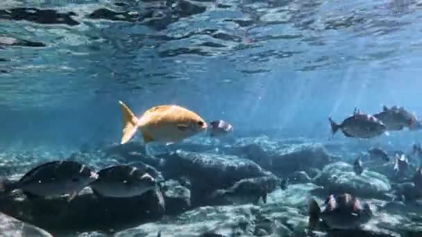 Coral Reef Fish Swimming Sea Ray Sunlight Marine Life Concept — Stock Video