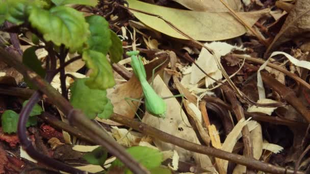 Grøn Bedende Mantis Stående Stille Mens Gemmer Dig Bag Grønne – Stock-video