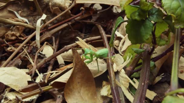 Mantis Oração Verde Cautelosamente Olhando Redor Enquanto Ainda Está Chão — Vídeo de Stock
