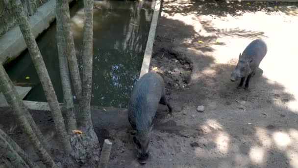 Dois Animais Javali Zoológico Gembira Loka Vista Mão — Vídeo de Stock