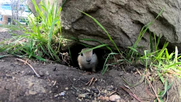 Movimiento Lento Pequeño Perro Pradera Sacando Cabeza Agujero Debajo Una — Vídeos de Stock