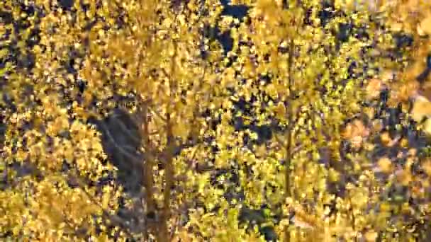 Gouden Aspen Bladeren Worden Geblazen Door Een Sterke Windvlaag Herfst — Stockvideo