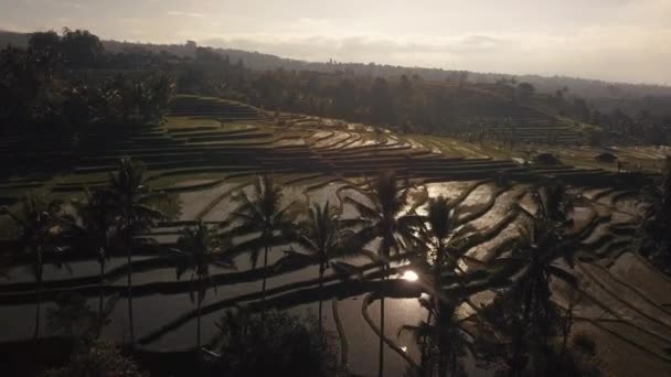 Drone Shot Bird Eye View Ricefields Paddies Jatiluwih Bali Indonesia — Video Stock