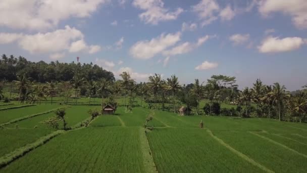 Drone Strzał Wolnego Ryżu Polach Ryżowych Polach Tirtagangga Bali Indonezja — Wideo stockowe