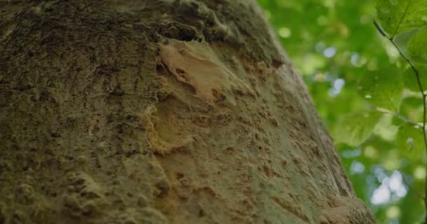 Árbol Corteza Con Tela Araña Desgarrada Por Insectos Gyllebo Suecia — Vídeos de Stock