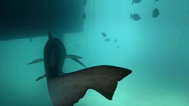 Areia Tigershark Natação Mar Vida Marinha Subaquático Tiro — Vídeo de Stock