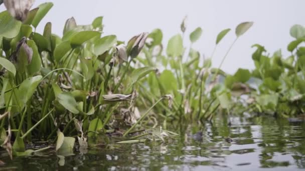 Rzeka Roślinami Philodendron Nierozpoznany Człowiek Łodzi — Wideo stockowe