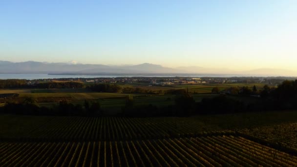 スイスのヴォー州ニョン地区のグランドタウンを見下ろすLa Coteで広大なブドウ園を飛んでいます 空中ドローン — ストック動画