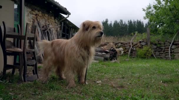 Όμορφο Καφέ Σκυλί Γαβγίζει Χαρούμενα Ενώ Αλυσοδένεται Στο Κτίριο Αγρόκτημα — Αρχείο Βίντεο