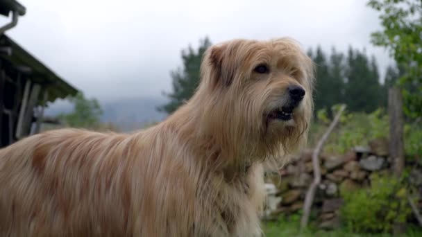 Hermoso Perro Marrón Custodiando Edificios Granja Vista Mano — Vídeos de Stock