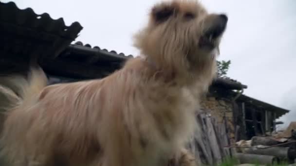 Fluffy Perro Marrón Encadenado Construcción Granja Ladridos Vista Ángulo Bajo — Vídeos de Stock