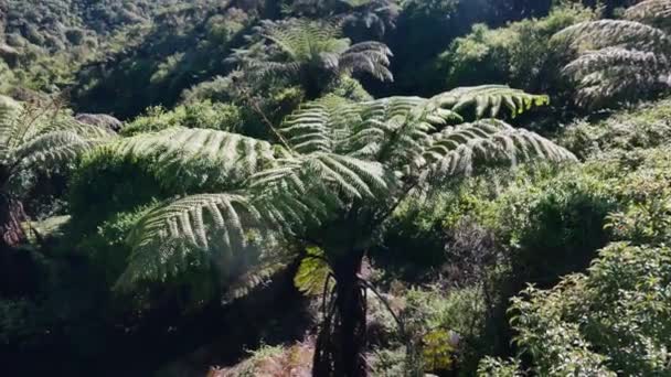 Luftaufnahme Einer Dichten Farnplantage Die Durch Sonnenlicht Nationalpark Waimangu Beleuchtet — Stockvideo