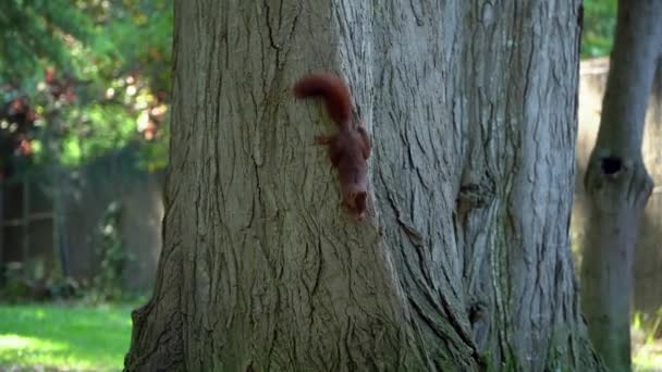 Ardilla Marrón Activa Sujetándose Fuerte Tronco Del Árbol Vista Mano — Vídeos de Stock