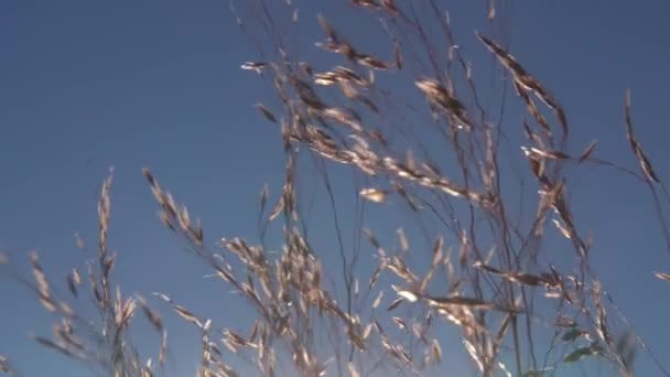 Acenando Gramíneas Durante Dia Ventoso Contra Céu Azul Luz Solar — Vídeo de Stock