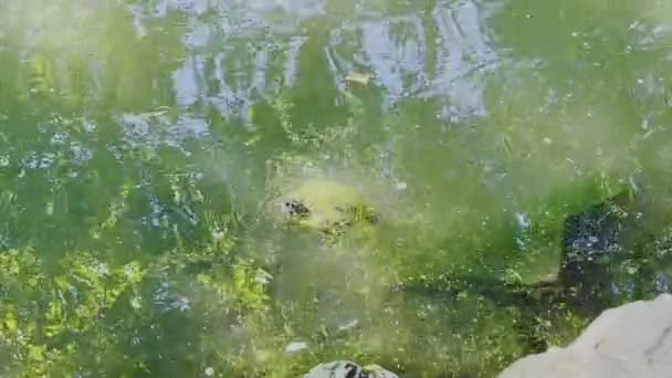 Een Schildpad Vrij Zwemmend Een Vijver Een Stadspark Tijdens Een — Stockvideo