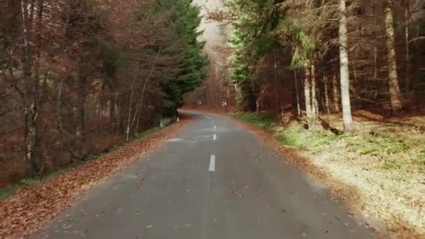 秋の混合林を通る空のアスファルト道路 空の前方運動 — ストック動画