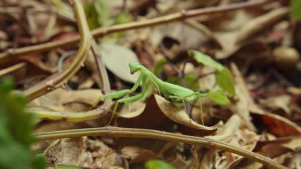 Πράσινο Ευρωπαϊκό Mantis Στέκεται Ακόμα Σκαρφαλωμένο Brown Fallen Leaf Στο — Αρχείο Βίντεο