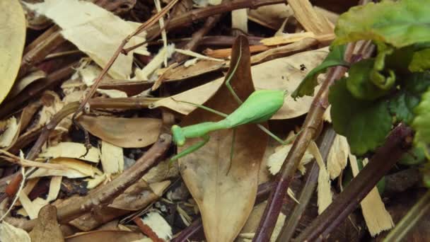 Groene Bidsprinkhaan Staat Stil Een Dood Blad Terwijl Hij Zich — Stockvideo