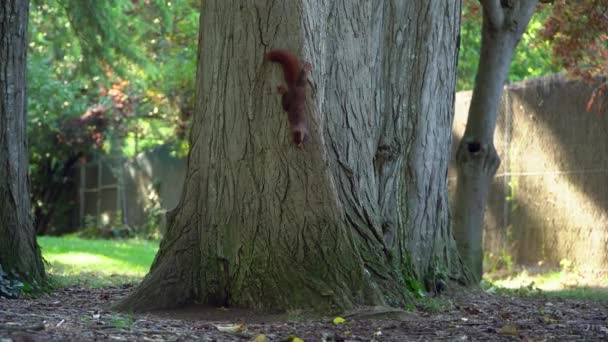 Piccolo Scoiattolo Bruno Che Salta Giù Sul Tronco Albero Massiccio — Video Stock