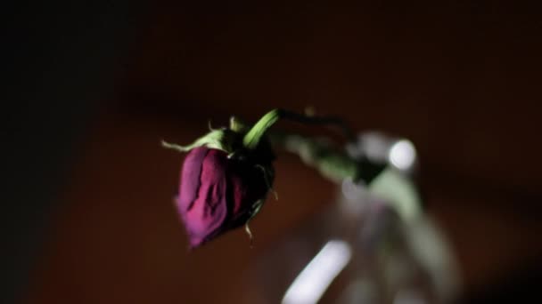 Haldokló rózsa ül egy üvegben.