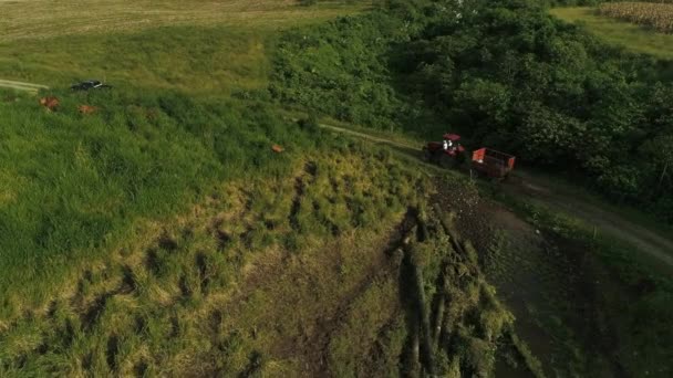 Vörös Öreg Traktor Naplementekor Közel Tehenek Zöld Mezők Megy Úton — Stock videók