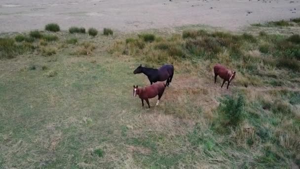 Černí a hnědí domácí koně pasoucí se na pastvinách se zelenou trávou. - letecký sestup