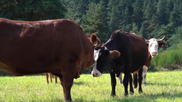 Dairy Cow Licking Head Face Calf Field Static — Stock Video