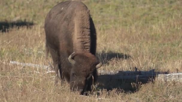 Bull Bison Bete Betesmark Yellowstone National Park Usa Amerikansk Buffel — Stockvideo