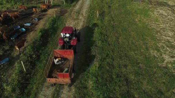 Rød Traktor Ved Solnedgang Nær Kyr Grønne Jorder Nedover Veien – stockvideo