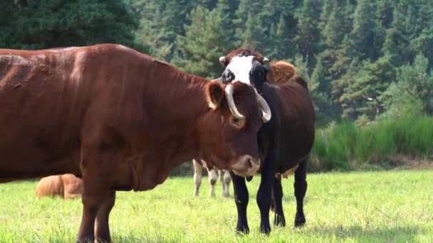 農村部に立つ大人の茶色の牛のコートをなめる子牛 — ストック動画