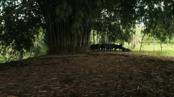 Black Bulls Beautiful Bamboo Tree Protecting Themselves Ecuadorian Sun — Stock Video