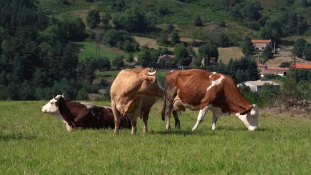 Domestic Dairy Cattles Grazinf Pasture Green Grass Summer Langogne Wide — Stock Video