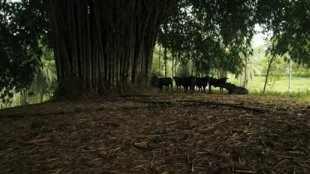 Toros Negros Bajo Hermoso Árbol Bambú Protegiéndose Del Sol Ecuatoriano — Vídeo de stock
