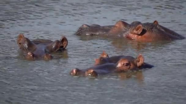 Quelques Hippopotames Immergés Dans Trou Eau Seuls Les Yeux Les — Video