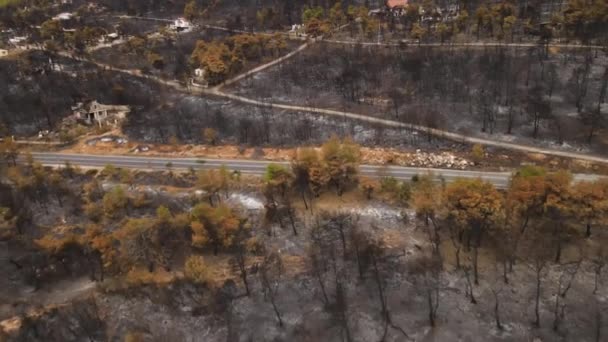 Bosque Quemado Alrededor Casas Pueblo Secuelas Incendios Forestales Vista Aérea — Vídeos de Stock