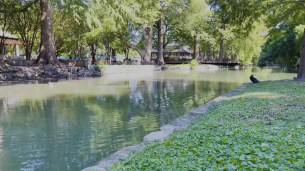 Joli Ruisseau Dans Parc Urbain Avec Beaux Arbres Par Après — Video