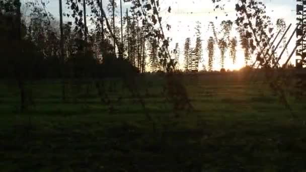 Panning Drone Disparo Volando Por Vides Durante Atardecer — Vídeos de Stock