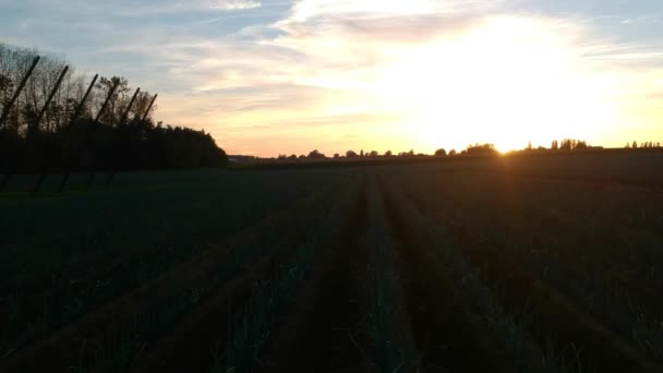 Drone Push Tiro Campo Alho Porro Durante Pôr Sol — Vídeo de Stock