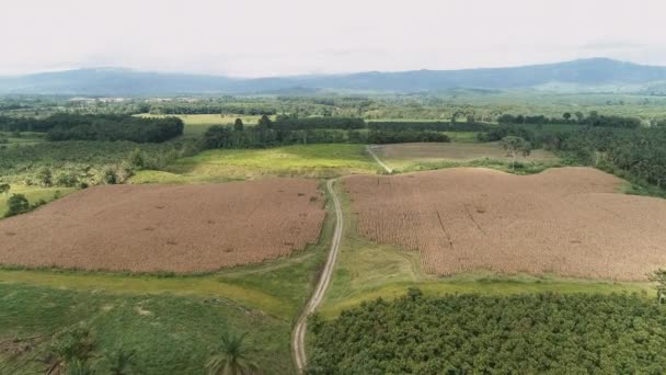 Droog Maïsveld Aan Ecuadoraanse Kust Luchtfoto Van Weg Door Velden — Stockvideo