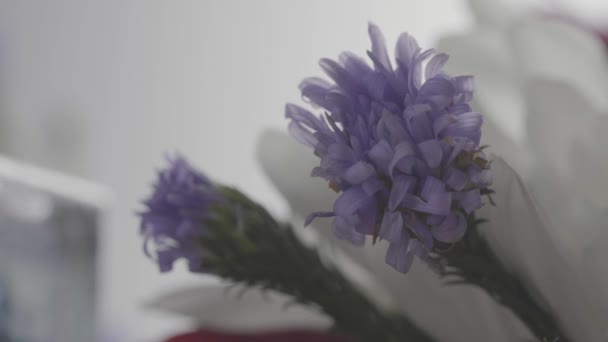 Primer Plano Plano Flores Púrpuras Aisladas Flor Blanca Fondo — Vídeos de Stock