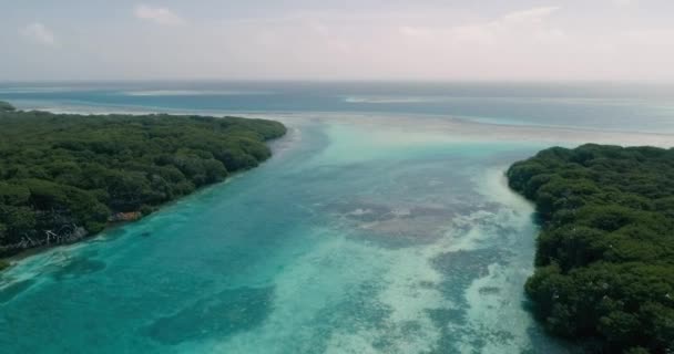 Luftaufnahme Mangrovenwald Umgeben Von Vögeln Fliegender Blauer Wasserkanal Los Roques — Stockvideo