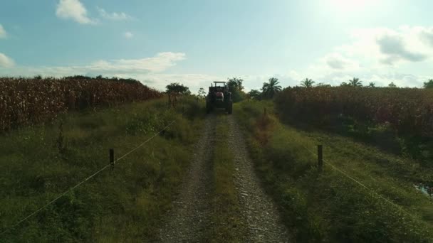 Viejo Tractor Rojo Atardecer Cerca Vacas Campos Verdes Que Van — Vídeo de stock