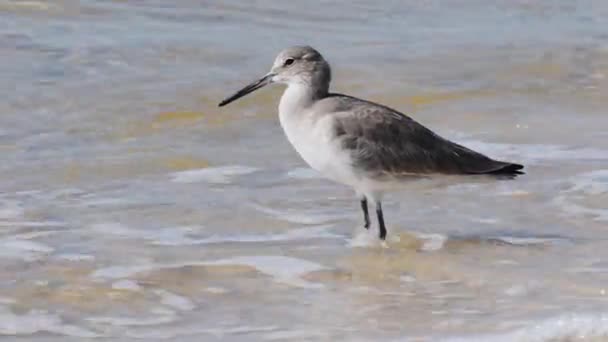 Willet Ptak Stoi Krawędzi Fal Oceanicznych Patrząc Pchły Piasku Aby — Wideo stockowe