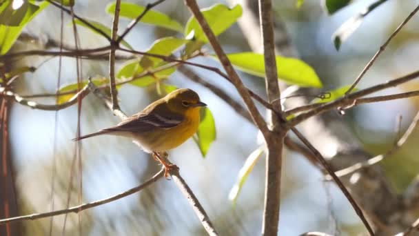 Pine Warbler Bird Perched Tree — Stock Video